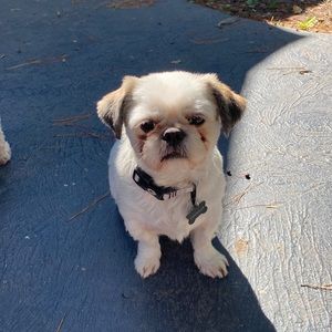 Meet your Posher, Britney